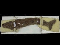 藏品(大型魚化石)的圖片